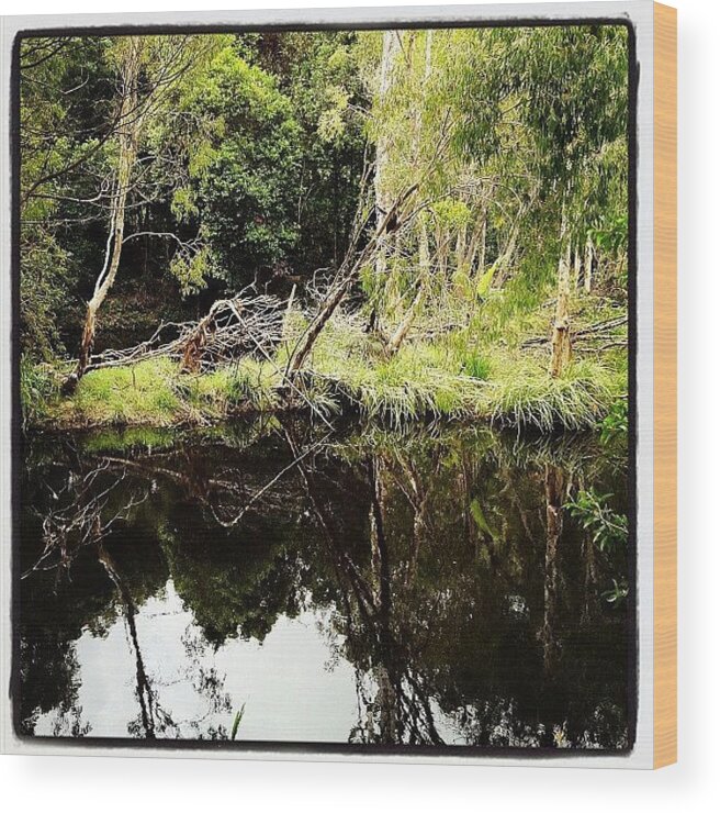 Yeppoon Wood Print featuring the photograph Waterpark Creek, Byfield #byfield by Tony Keim