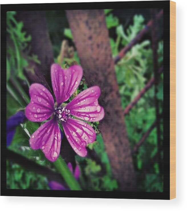 Common Mallow Wood Print featuring the photograph Wet 'n Wild Flower by Vicki Field