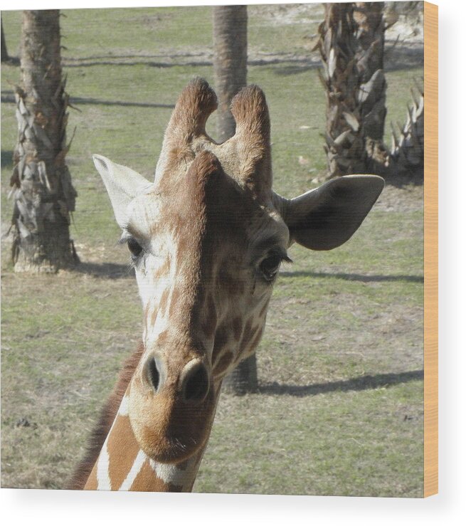 Giraffe Wood Print featuring the photograph What Are You Looking At by Kim Galluzzo Wozniak