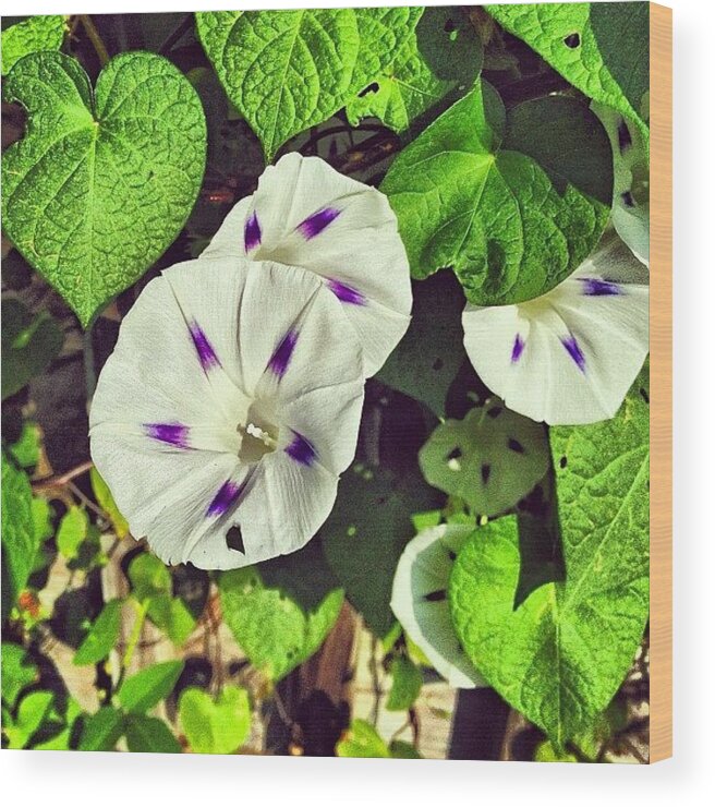 Summer Wood Print featuring the photograph White And Purple Morning Glory Blooming by Amber Flowers