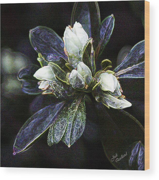 Flower Wood Print featuring the photograph White Azelea Buds by Judi Quelland