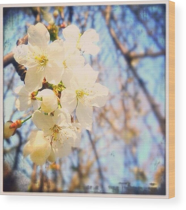 Blossom Wood Print featuring the photograph White blossom by Marc Gascoigne
