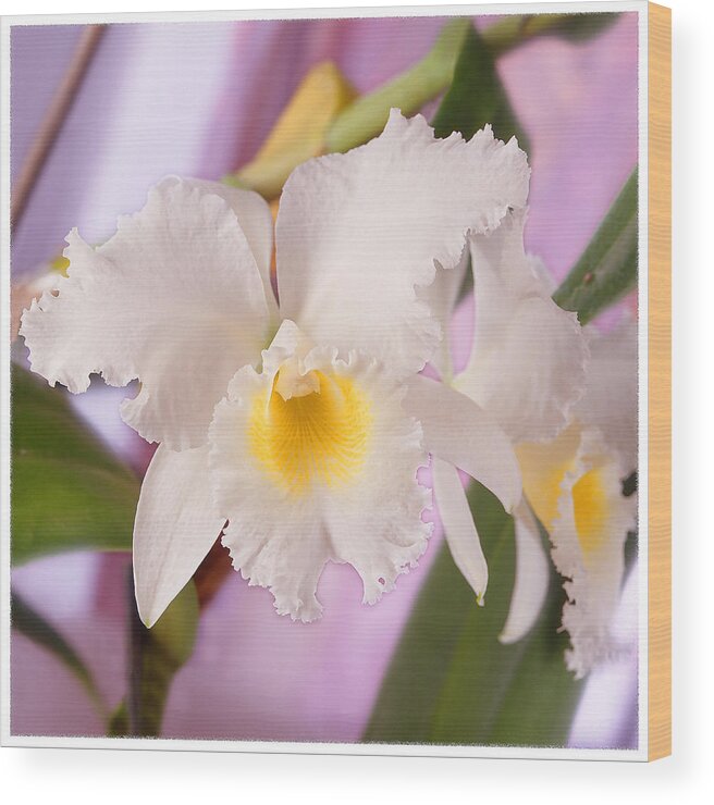 White Flower Wood Print featuring the photograph White Orchid by Mike McGlothlen