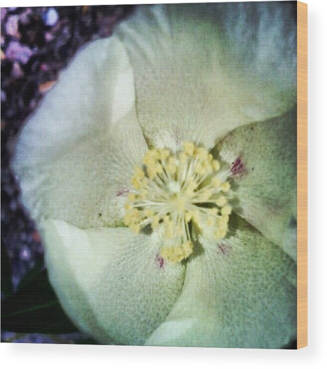  Wood Print featuring the photograph Wild Soft And Sweet Cotton Flower by Darcey Blue