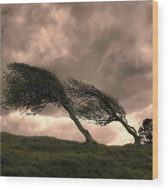 Beautiful Wood Print featuring the photograph #windswept #trees Of #borth... #tree by Linandara Linandara