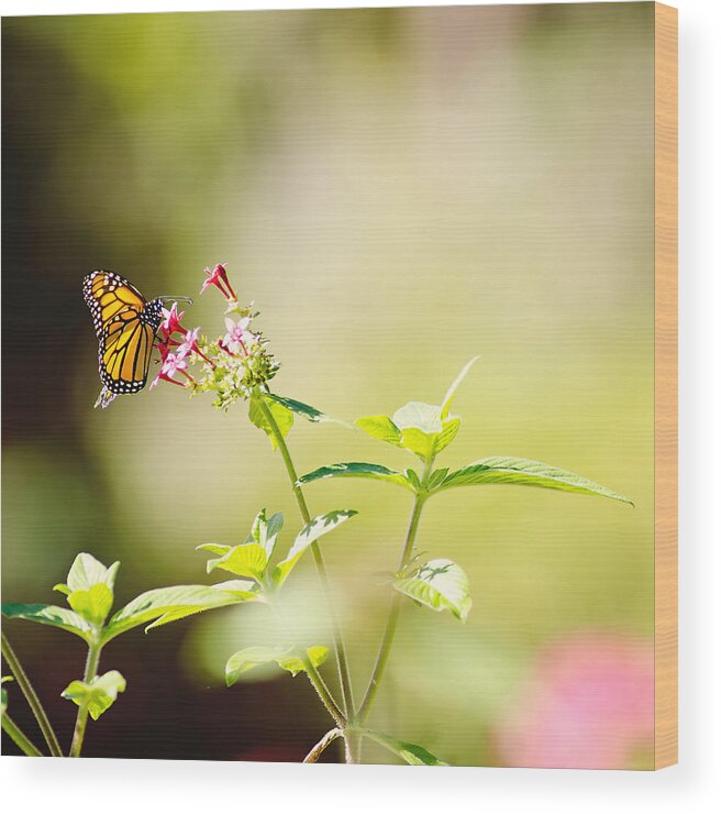 Monarch Wood Print featuring the photograph Winglight by Joel Olives