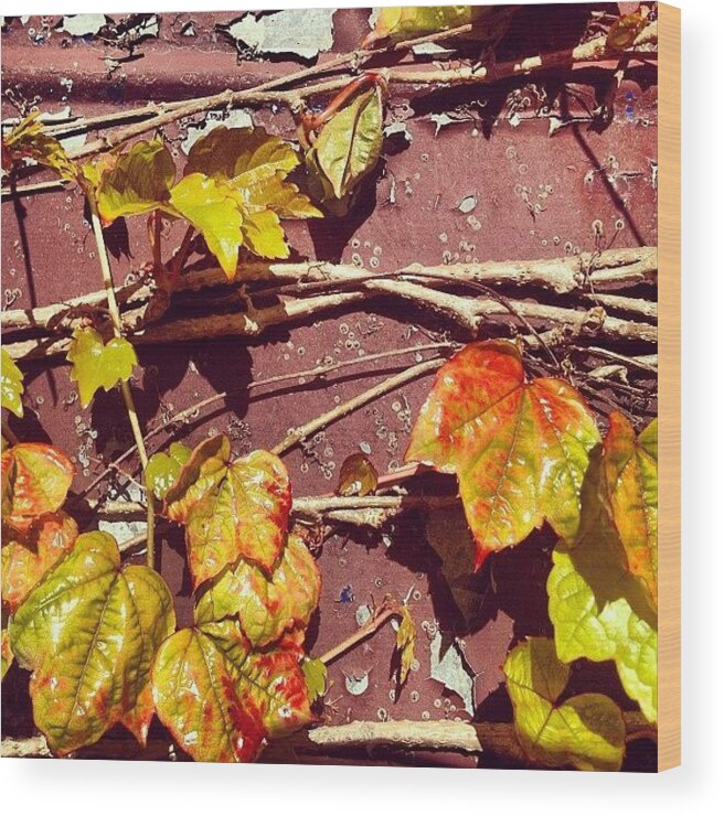 Naturelovers Wood Print featuring the photograph Winter Leaves..#iheartinstagram by Shayle Graham