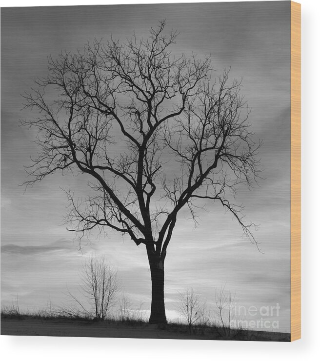 Winter Tree Silhouette Wood Print By John Stephens Winter Tree Silhouette Wood Print By John Stephens