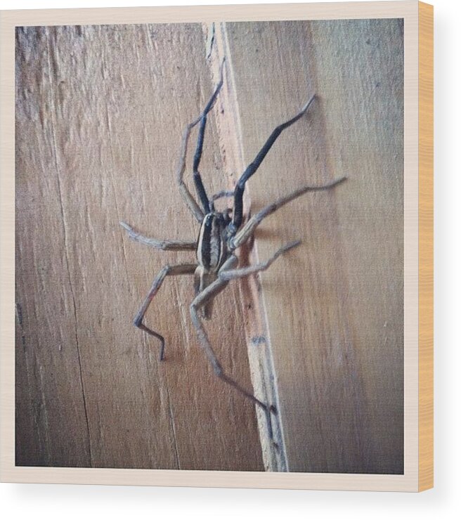  Wood Print featuring the photograph Wolf Spider by Dana Coplin