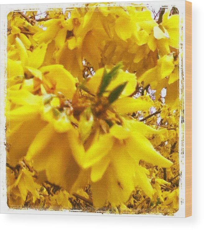 Beautiful Wood Print featuring the photograph #yellow #flowers #weed #nature by Amber Campanaro