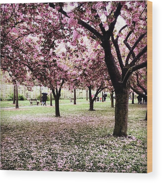  Wood Print featuring the photograph 🌸 by Alexandra Foglietta