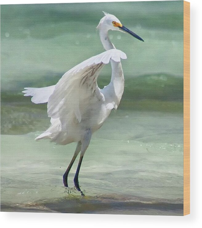 Egret Wood Print featuring the photograph A Snowy Egret (egretta Thula) At Mahoe by John Edwards