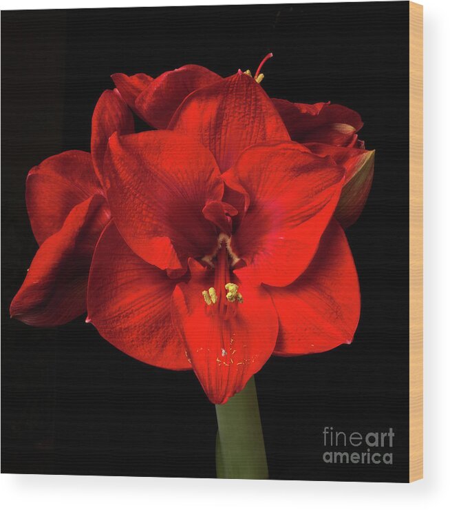 Flower Wood Print featuring the photograph Amaryllis 'Merry Christmas #1 by Ann Jacobson