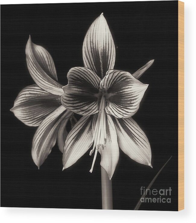 Amaryllis Wood Print featuring the photograph Amaryllis 'Papilio Improved' #1 by Ann Jacobson