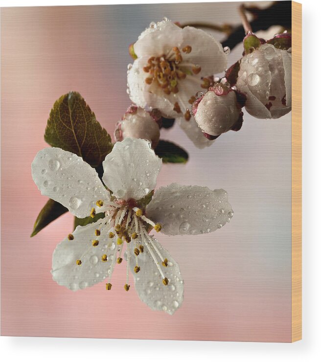 Anther Wood Print featuring the photograph Announcing Spring #1 by Mary Jo Allen