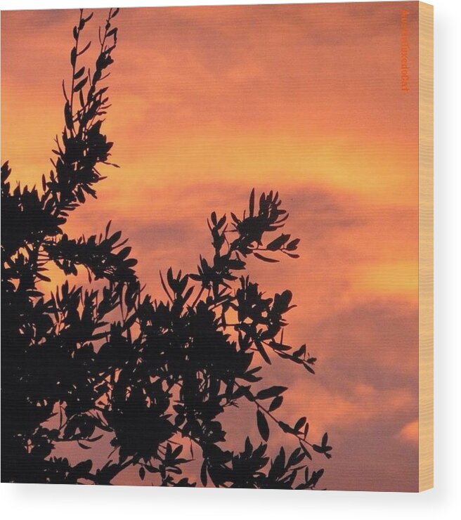 Beautiful Wood Print featuring the photograph Another #beautiful #sunrise In #1 by Austin Tuxedo Cat