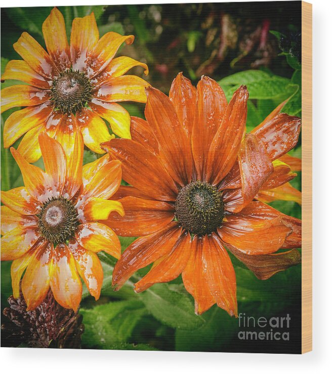 Flower Wood Print featuring the photograph Black-eyed Susan #2 by Barry Weiss