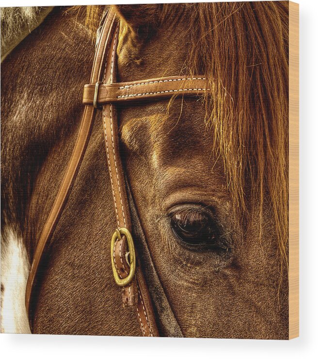 Horses Wood Print featuring the photograph Bridled #1 by David Patterson