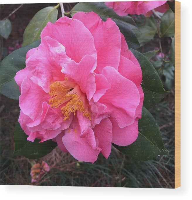 Camellia Wood Print featuring the photograph Camellia #1 by Lessandra Grimley