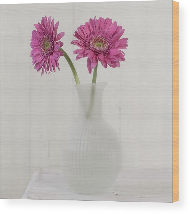 Pink Flower Wood Print featuring the photograph Gerbera Daisy Love by Kim Hojnacki