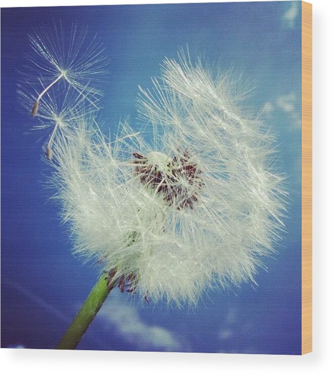Dandelion Wood Print featuring the photograph Dandelion and blue sky #1 by Matthias Hauser