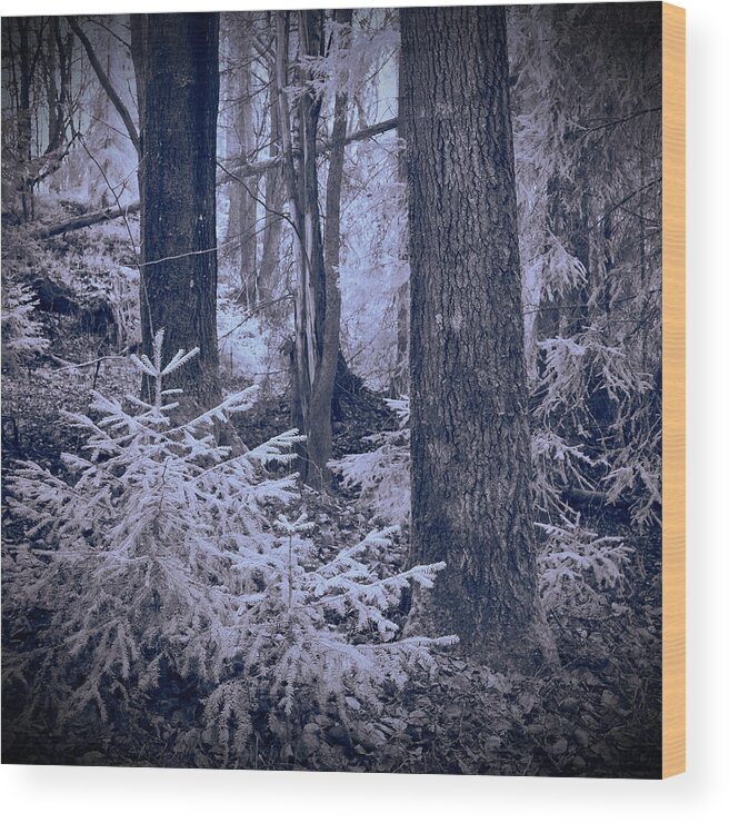 Jouko Lehto Wood Print featuring the photograph Fairy forest. Infrared by Jouko Lehto