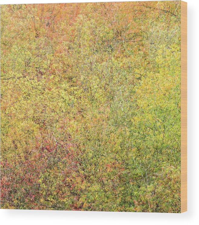 Fall Wood Print featuring the photograph Fall Colors - Abstract #2 by Shankar Adiseshan