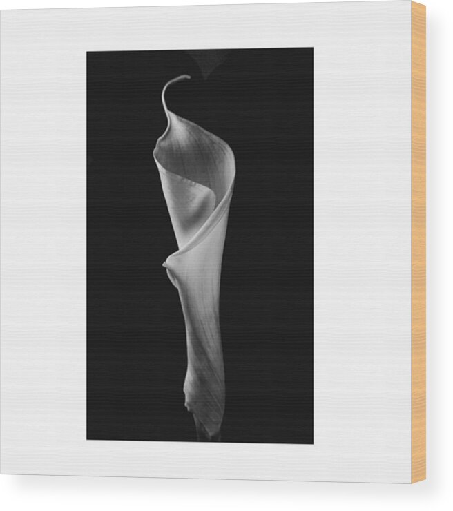 Beautiful Wood Print featuring the photograph #flowers #flower #petal #petals #nature #1 by David Haskett II