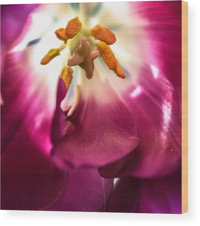 Tulip Wood Print featuring the photograph Forever #2 by Bobby Villapando