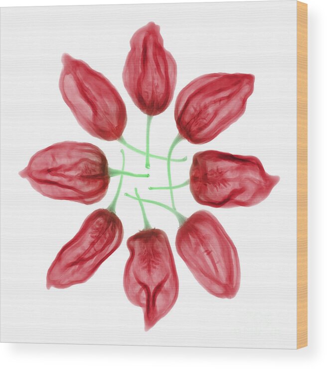 Science Wood Print featuring the photograph Habanero Chili Peppers, X-ray #1 by Ted Kinsman