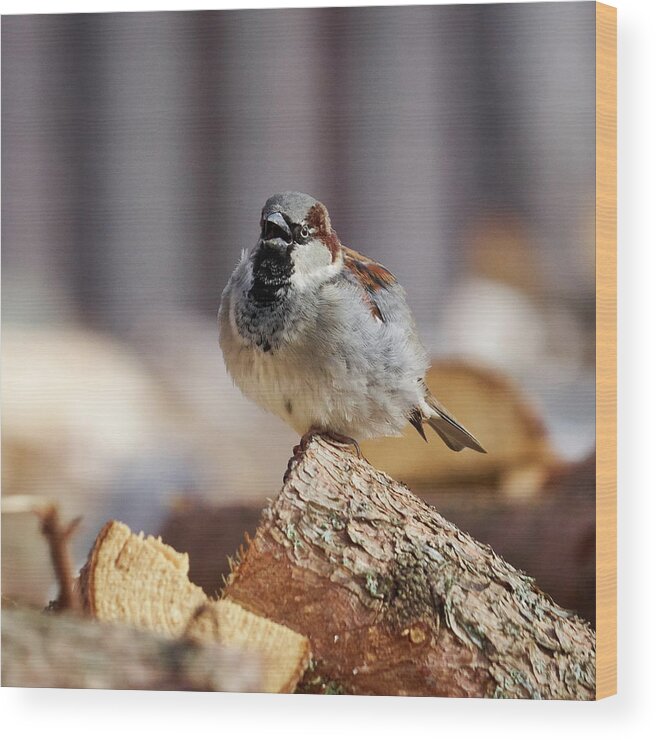Lehtokukka Wood Print featuring the photograph House sparrow #1 by Jouko Lehto