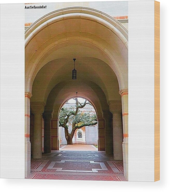 Houston Wood Print featuring the photograph I Love All The #arches At #rice #1 by Austin Tuxedo Cat