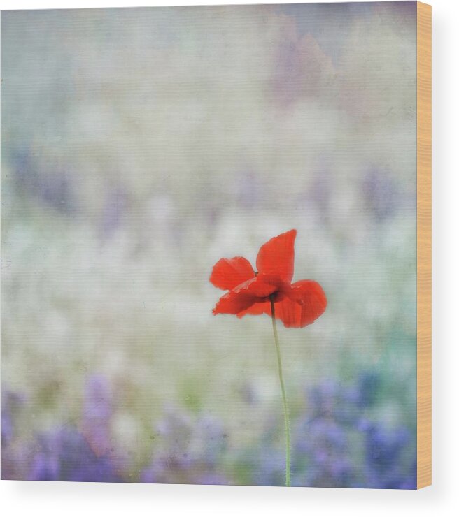 Flower Wood Print featuring the photograph I Wish #1 by Robin Dickinson