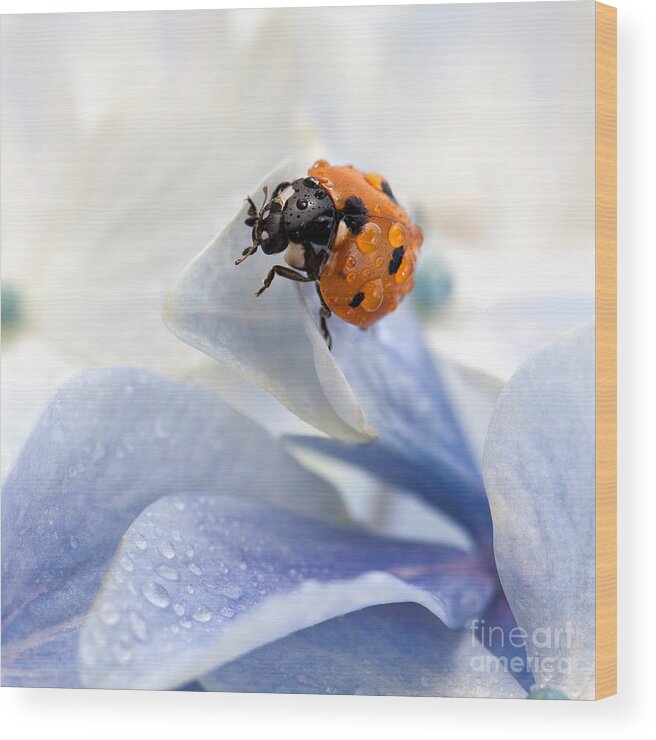 Ladybug Wood Print featuring the photograph Ladybug by Nailia Schwarz
