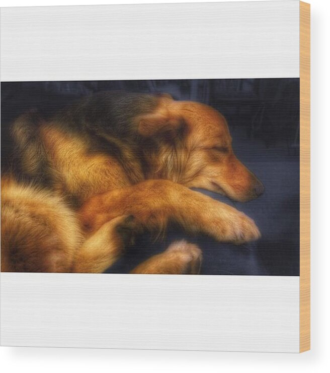 Petstagram Wood Print featuring the photograph Miss Hannah #dogs #gsd #germanshepherd #1 by Abbie Shores