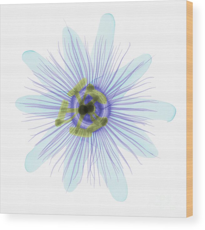 X-ray Wood Print featuring the photograph Passion Flower, X-ray #5 by Ted Kinsman
