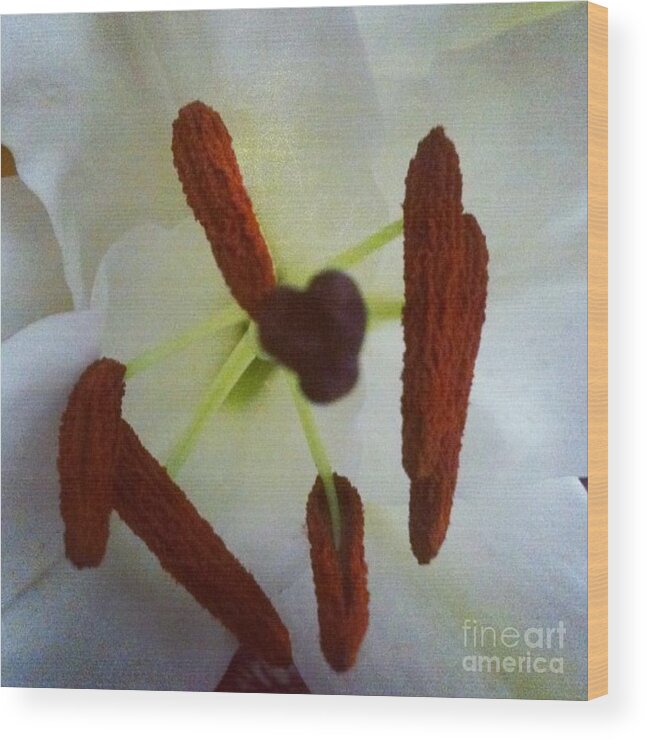 Flower Wood Print featuring the photograph Peek by Denise Railey