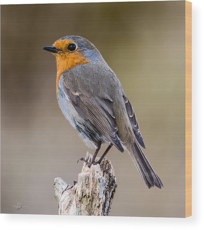 Perching Wood Print featuring the photograph Perching Robin by Torbjorn Swenelius