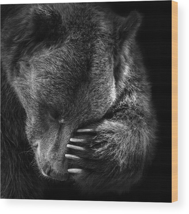 Bear Wood Print featuring the photograph Portrait of Bear in black and white by Lukas Holas