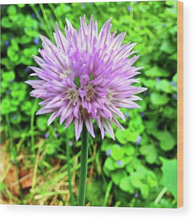 Plants Wood Print featuring the photograph Purple Chive Flower. #purple #chive #1 by Amanda Richter