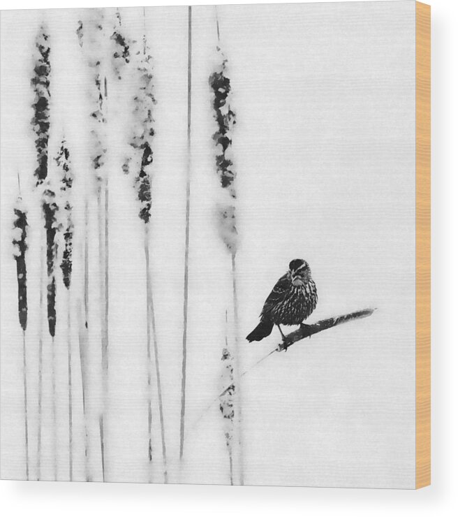 Song Bird Wood Print featuring the photograph Song Bird #1 by Andrea Kollo