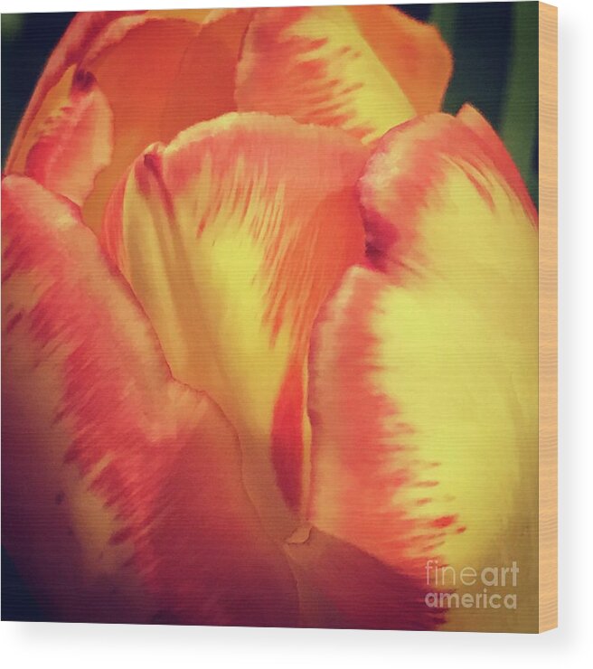 Tulips Wood Print featuring the photograph Spring Tulips #1 by Deena Withycombe
