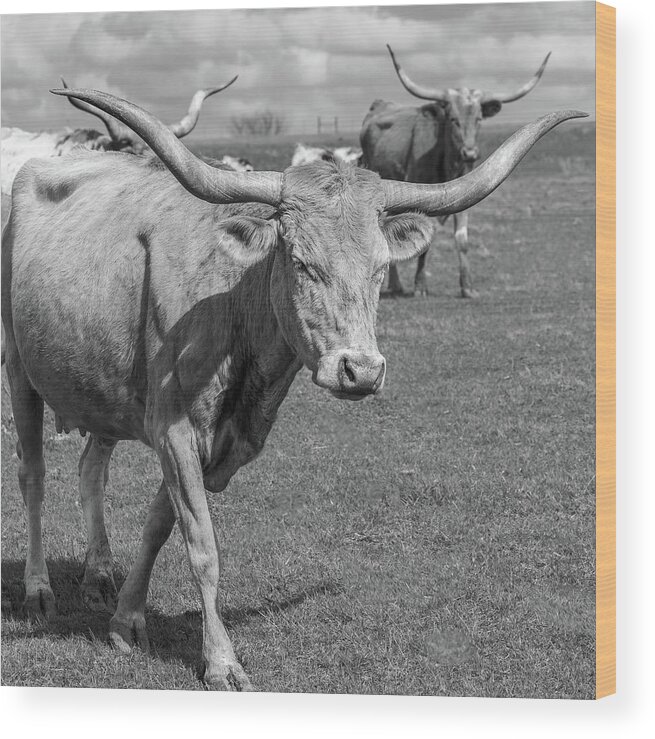 Texas Longhorns Wood Print featuring the photograph Texas Longhorns #1 by Robert Bellomy