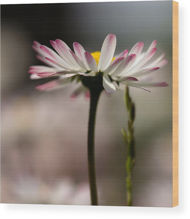 Flower Wood Print featuring the photograph Towards The Sun #1 by Peteris Vaivars