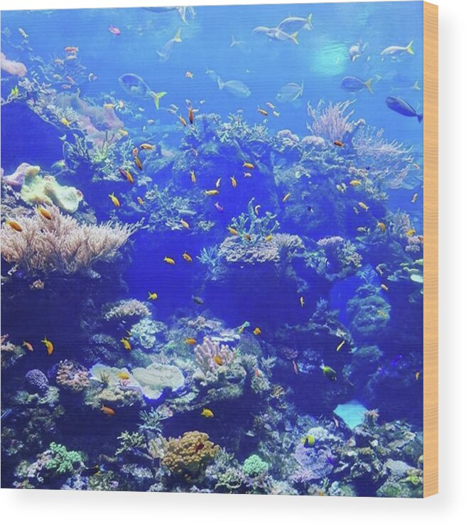Fishes Wood Print featuring the photograph Under The Sea
#mobileprints #fish #1 by Sunny White