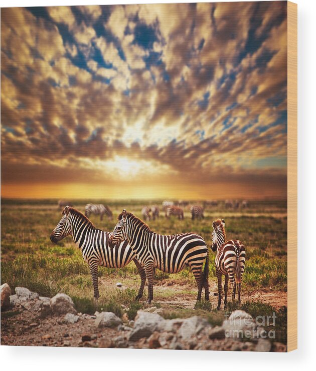 Africa Wood Print featuring the photograph Zebras herd on African savanna at sunset. #1 by Michal Bednarek