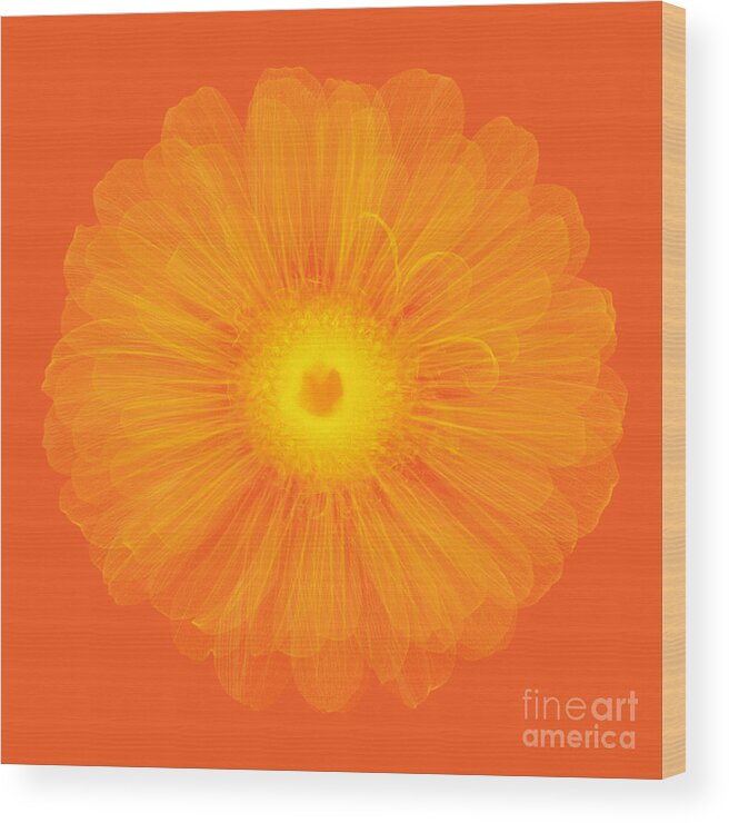 Science Wood Print featuring the photograph Zinnia Flower, X-ray #1 by Ted Kinsman