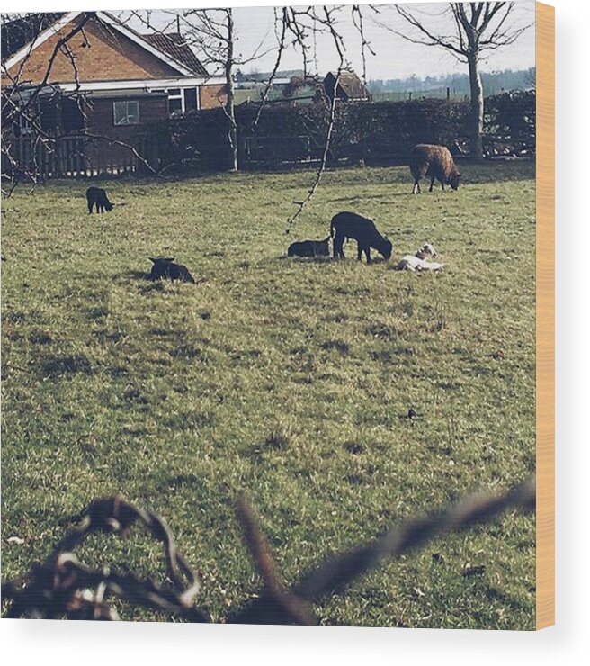 Sheep Wood Print featuring the photograph 19. First Sights Of Spring #lambs #baby by Emma Gillett
