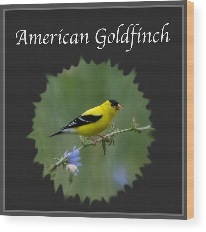 American Goldfinch Wood Print featuring the photograph American Goldfinch by Holden The Moment