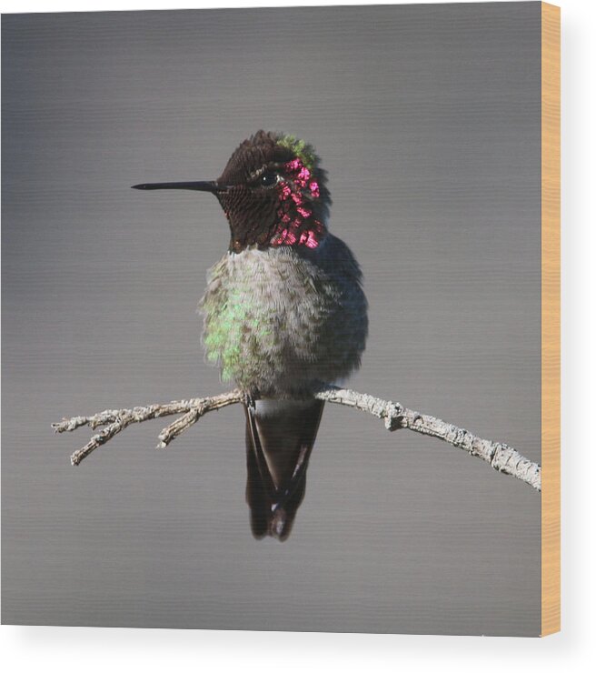 California Wood Print featuring the photograph copyright twentytwenty Anna's Hummingbird by Perry Hoffman
